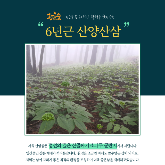 푸새앤지 영농조합법인,푸새엔지 황진숙 꿀스틱 사양 벌꿀 산양삼 꿀 장뇌삼 꿀삼진삼 선물세트