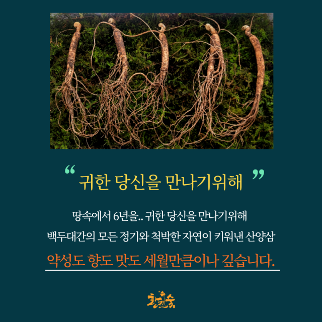 푸새앤지 영농조합법인,푸새엔지 황진숙 꿀스틱 사양 벌꿀 산양삼 꿀 장뇌삼 꿀삼진삼 선물세트